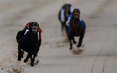 paddy power greyhound|Greyhound Tips: A trap.